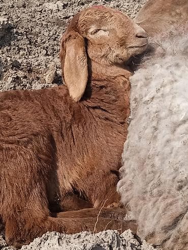 Услуги ветеринара: Продаю | Овца (самка) | Для разведения | Матка — 3