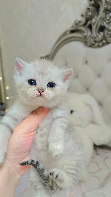 индус пакистан: Скотиш Страйт (Шотландская прямоухая), 1 месяц, Мальчик, Серебристая шиншилла, Приучена к лотку, Проглистована — 4