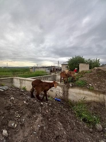 овцы гиссары: Продаю | Ягненок | Арашан — 7