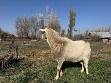 Собаки: Продаю | Козёл (самец) | Зааненская | Для разведения | Осеменитель — 2
