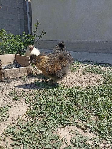 Животные: Продаю | Куры | Для разведения — 3