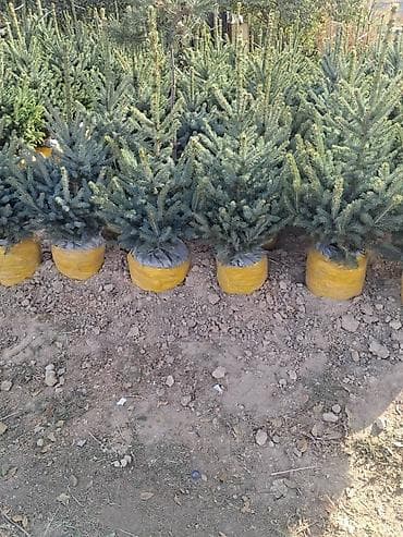 ковры метраж: Ель голубая (Picea pungens, голубая ель) с комом земли - Порода — 5