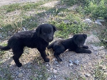 Иттер: Щенки, европейсике овчарки черного окраса самец самки — 4