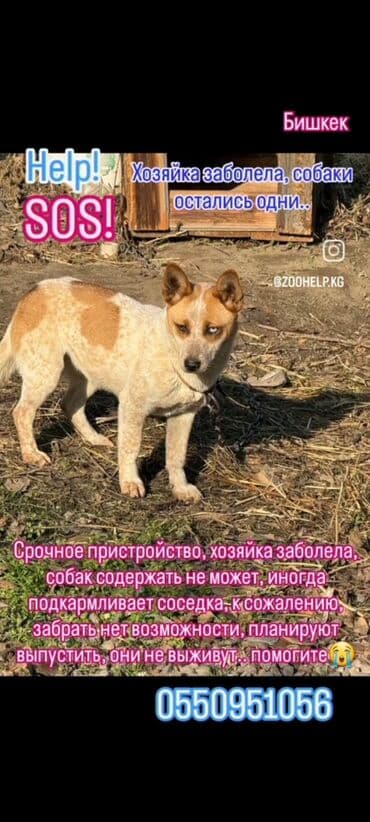 собаку далматинец: 🆘🆘🆘🆘🆘срочно нужен любящий хозяин, животных хотят усыпить, за — 5