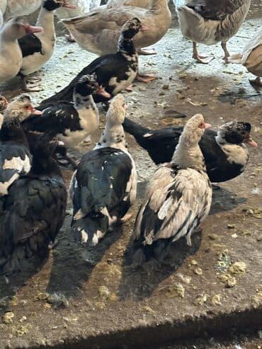 меняю на корову: Индоутки — 9