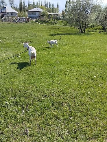 коровы молоко: Продаю | Коза (самка) | Для молока — 9