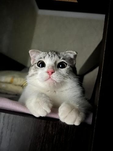 сколько стоит сибирская кошка котенок: ОТДАЮ ДАРОМ в хорошие руки! порода/тип: домашний кот с короткой — 2