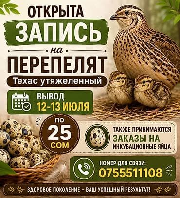 Продукты питания: Перепелята породы Техас утяжелённый и инкубационные яйца. - Открыта — 4