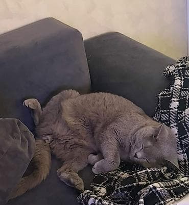 Кошки: Отдам в добрые руки британского полушерстного кота 🐱 Ищу заботливых и — 2