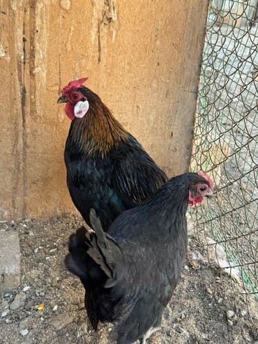 домик для кошки на улицу: Продам карликов парами — 4