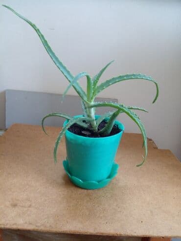 алоэ вера: Цветы, Алое вера, Новый — 2