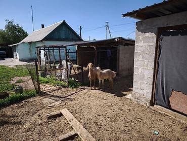 продаю чихуахуа: Продаю | Овца (самка) | Для разведения — 2