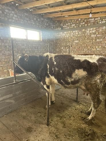 маленький баран: Продаю | Корова (самка) | Для молока | Привязанные — 2