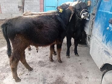 бык бык: Продаю | Бык (самец) | На откорм | Привязанные — 5