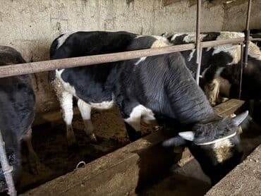 продам домик для кошки: Продаю | Бык (самец) | Полукровка | На откорм | Привязанные — 1