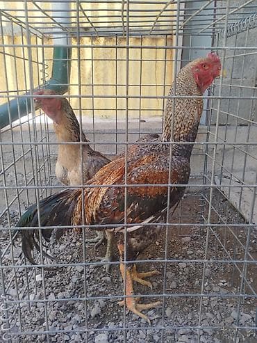 тайган собака цена бишкек: Сатам | Короздор — 4