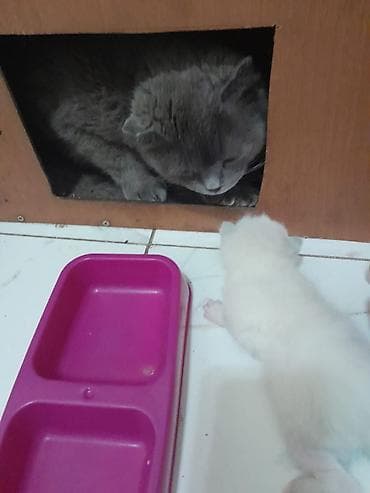 вислоухие кошки бишкек: 🐱 Кошка с котятами (семья) срочно шатладские Продаётся кошка с — 3