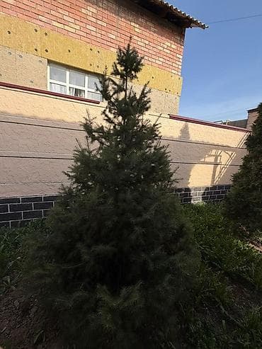 хвойная лапа: Хвойные декоративные деревья для ландшафта. - Породы — 3