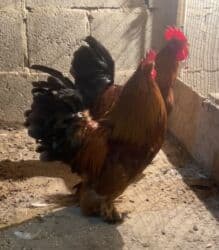 кой кыркыч: Продаю | Петух | Для разведения — 1
