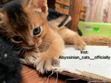 во сколько кастрировать кота: Абиссинская породапродаются котята. к лотку приучены будут.все — 4