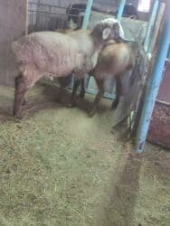 сколько стоит лабрадор ретривер: Продаю | Баран (самец) | На забой — 2