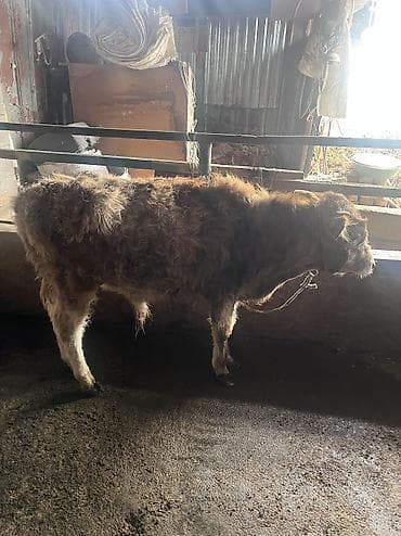 обрезки мясо: Продаю | Бык (самец) | Полукровка | На откорм | Привязанные — 4