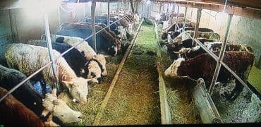 продается барачный дом: Сдаю в аренду сарай для откорма быков лошадей в маевке условия есть — 1