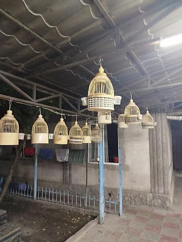 Италия бодрого сайраган даяр, продаю итальянских певчих перепелов at lalafo.kg Италия бодрого сайраган даяр, продаю итальянских певчих перепелов
