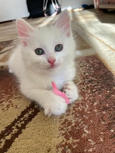 сфинкс стоимость: Котёнок белоснежного окраса с небольшой серой отметиной на макушке — 3