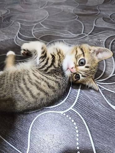 Отдам котят в хорошие руки. возврат 2 месяца. кушают корм, к лотку