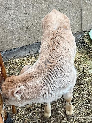 Услуги ветеринара: Продаю | Музоо, торпок | Для разведения — 3