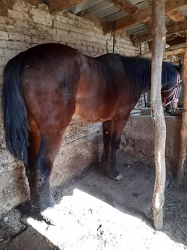 Услуги ветеринара: Продаю | Кобыла (самка) | Полукровка | На забой, Для разведения — 1