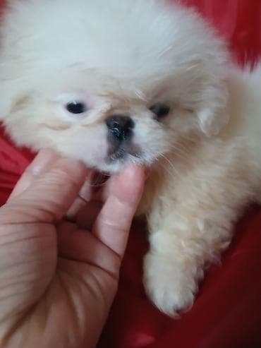 усыпление животных бишкек: Пекинес, 2 месяца, Самка, С родословной — 9