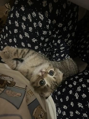 кошки сокулук: Шотландский вислоухий котёнок (скоттиш-фолд) - Пол: девочка - Окрас — 2