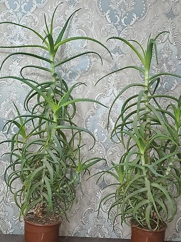 Алоэ: Алоэ древовидное (Aloe arborescens) в горшках10 жаш - Крупные — 1