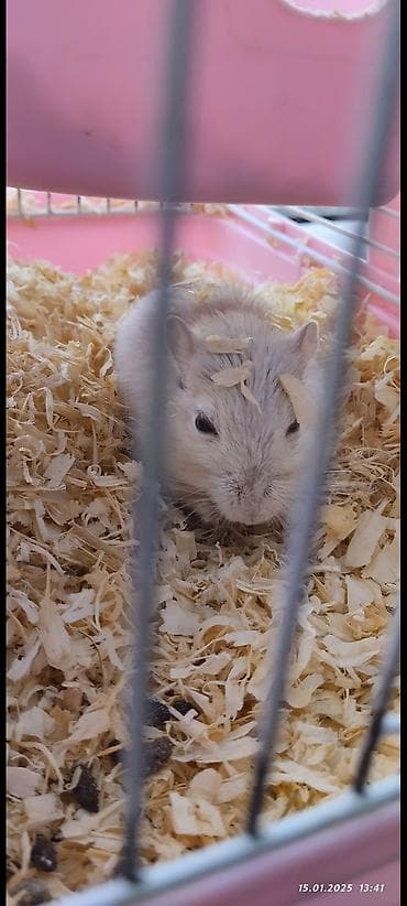 летучая белка: Монгольская песчанка (палевый/светлый окрас) с клеткой. Продам вместе — 3