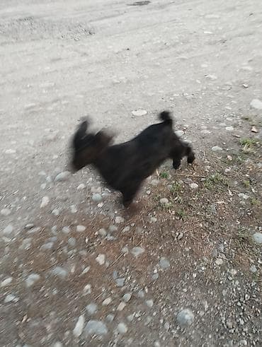 сибо ину: Продаю | Козлёнок | Полукровка | Для разведения | Племенные — 7