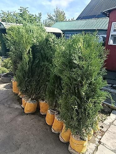 куплю деревья: СРОЧНО ПРОДАЮТСЯ ТУИ❗❗❗ 200 ШТУК❗❗❗ СОРТ КНИЖКА — 9