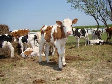 Сатам | Уй (ургаачы), Бука (эркек), Кунаажын