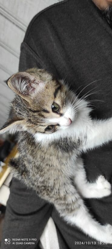 леопардовый кот: Кошка даром: Беспородная, Мальчик — 1