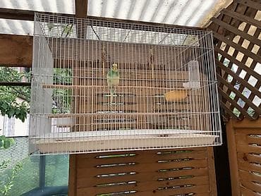 Клетка с попугаем 2000 с at lalafo.kg Клетка с попугаем 2000 с
