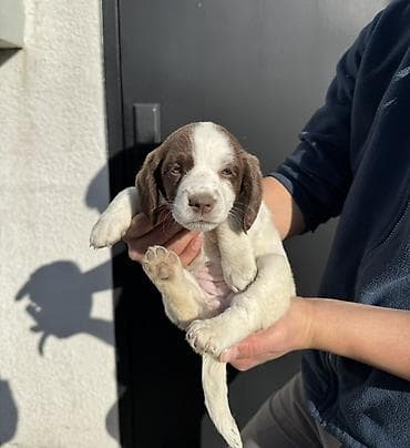 ало тоо: Щенки спаниеля (похожие на бретонского эпаньоля) с рыже-белым окрасом — 7