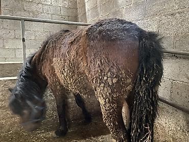 аренда конь: Продаю | Кобыла (самка) | На забой — 2