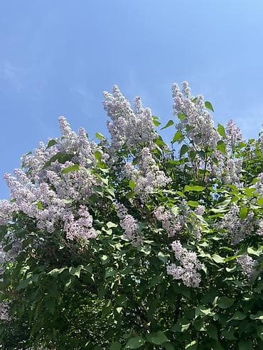 свето диоды: 🌸 Сирень в продаже! 🌸 Свежая, ароматная и невероятно нежная сирень — 4
