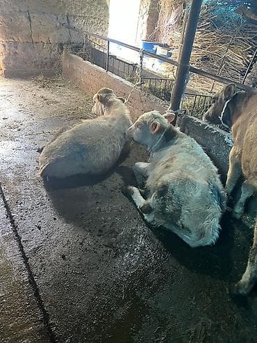 сколько стоит енот: Продаю | Бык (самец) | Ангус, Аулиекольская | На откорм — 2