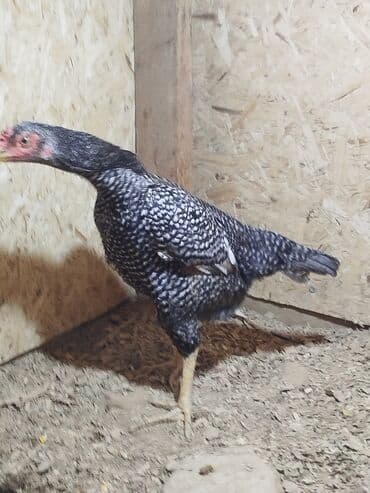 Птицы: Дакан цесарка мекиш сатылат алмашу жолдору бар адрес Заря Тынчтык — 2