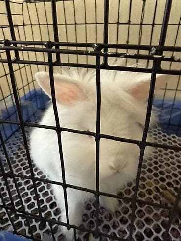 грызуны: Белый львиноголовый декоративный кролик с пушистой шерстью в — 5