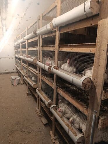 корма для сх животных: Продаю кур на забой . корм из оазис Агро. 160с за Кл — 5