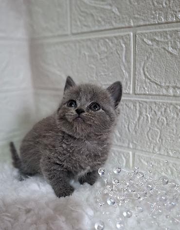 Продаётся шотландский котёнок,скоттиш-страйт,окрас -голубой,возраст