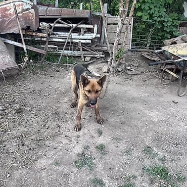 купит корги: Собака даром: Овчарка, 2 года, Самка — 1